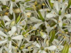 Nemophora sparsella