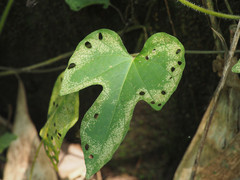 Ipomoea indica