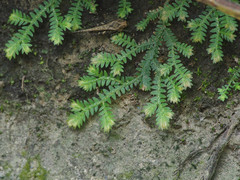 Selaginella repanda