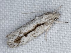 Eulechria xeropterella