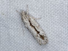 Eulechria xeropterella