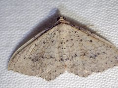 Chrysolarentia microcyma