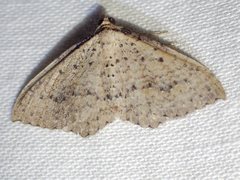 Chrysolarentia microcyma