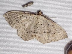 Chrysolarentia microcyma