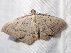 Chrysolarentia microcyma