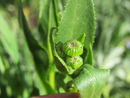 Image of Senecio crassulus by (c) Anders Hastings, some rights reserved (CC BY)