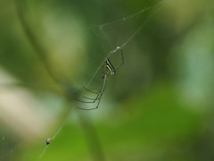 Leucauge blanda