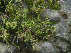 Pogonatherum crinitum