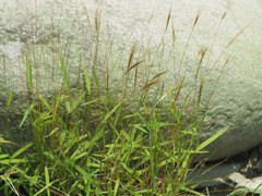 Pogonatherum crinitum