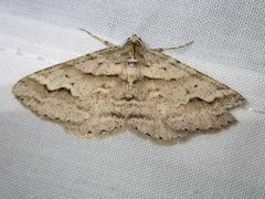Syneora fractata