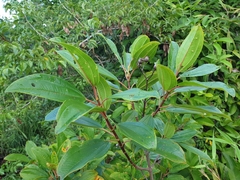 Dichaetanthera