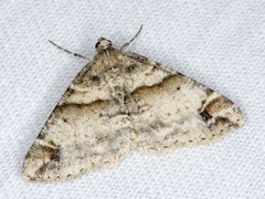 Syneora hemeropa