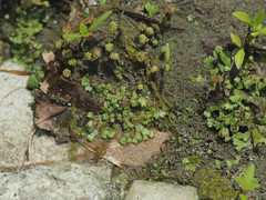 Marchantia emarginata