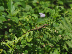 Takydromus kuehnei