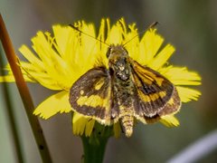 Ocybadistes walkeri sothis