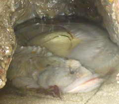 Cebidichthys violaceus