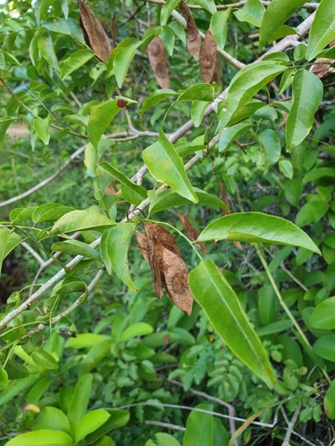 Dalbergia bracteolata image