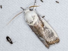 Cryptophasa albacosta