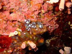 Clavelina