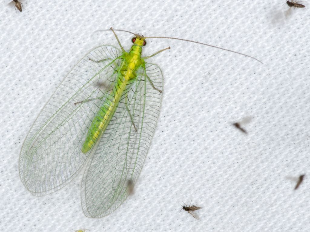 Nothancyla