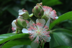 Tetracera indica