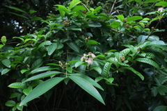 Tetracera indica