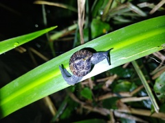 Petalochlamys