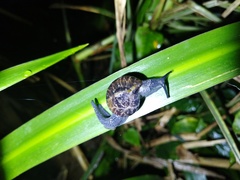 Petalochlamys