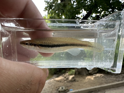Blackspotted Topminnow