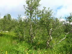 Betula pubescens pumila