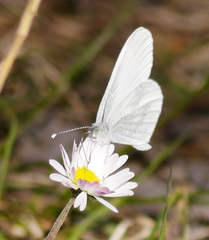 Dismorphiinae