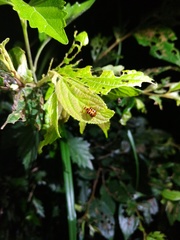 Agomadaranus pardaloides