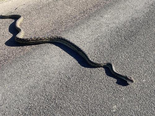 Australian Scrub Python sighting