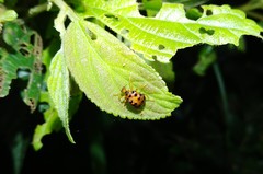 Agomadaranus pardaloides