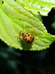 Agomadaranus pardaloides