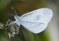 Dismorphiinae