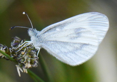Dismorphiinae