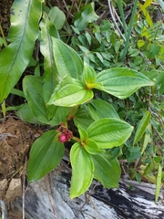 Tristemma mauritianum image