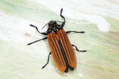 Castiarina nasuta