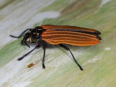 Castiarina nasuta