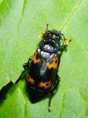 Nicrophorus nepalensis