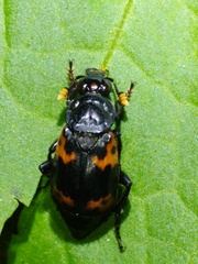 Nicrophorus nepalensis