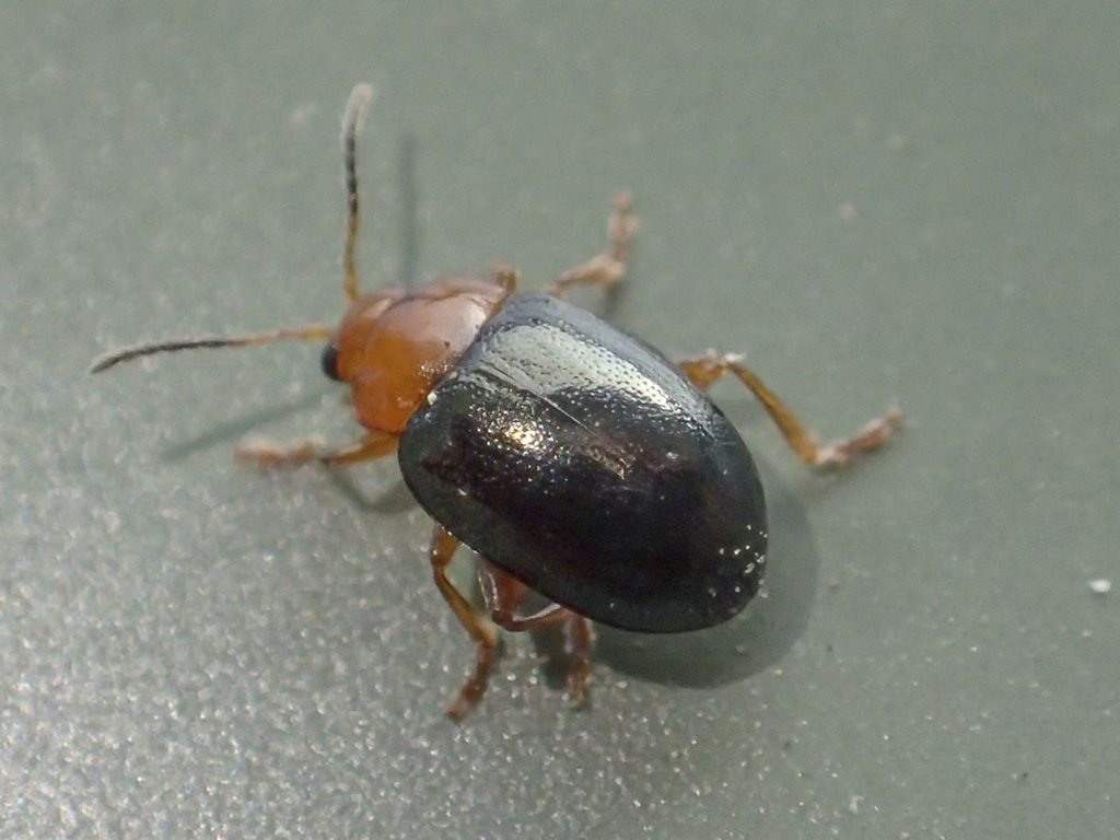 Small Blue Leaf Beetle