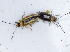 Monolepta subsuturalis