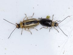 Monolepta subsuturalis