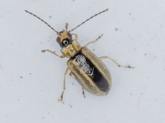 Monolepta subsuturalis