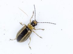 Monolepta subsuturalis