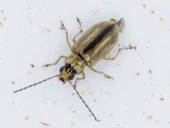 Monolepta subsuturalis