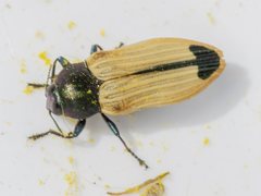 Castiarina fossoria