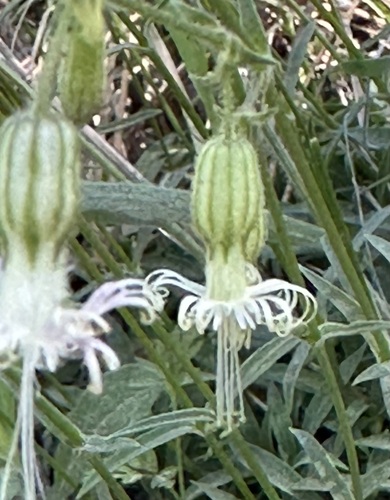 Image of Lemmon's Catchfly (Silene lemmonii) by (c) Barbara Banfield, some rights reserved (CC BY)